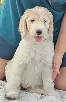 Flaca, a female Goldendoodle for sale in Gainesville, FL – 1 of 3