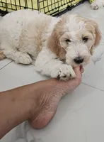 Princess , a female Goldendoodle for sale in Gainesville, FL – 2 of 3
