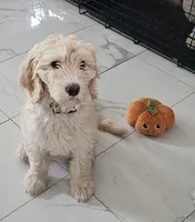 Maty, a female Goldendoodle for sale in Gainesville, FL – 2 of 3