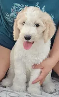 Princess , a female Goldendoodle for sale in Gainesville, FL – 1 of 3