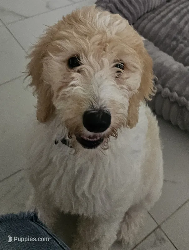 Flaca – Goldendoodle puppy for sale in Gainesville, FL