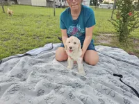 Maty, a female Goldendoodle for sale in Gainesville, FL – 3 of 3