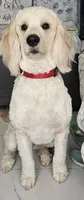 Maty, a female Goldendoodle for sale in Gainesville, FL – 5 of 5
