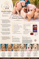 Princess , a female Goldendoodle for sale in Gainesville, FL – 3 of 3