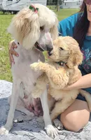 Peke , a female Goldendoodle for sale in Gainesville, FL – 2 of 3