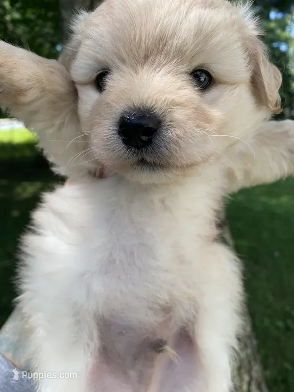 Jennifer  – Yorkipoo puppy for sale in Baltimore, MD