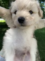 Jennifer , a female Yorkipoo for sale in Baltimore, MD – 1 of 1