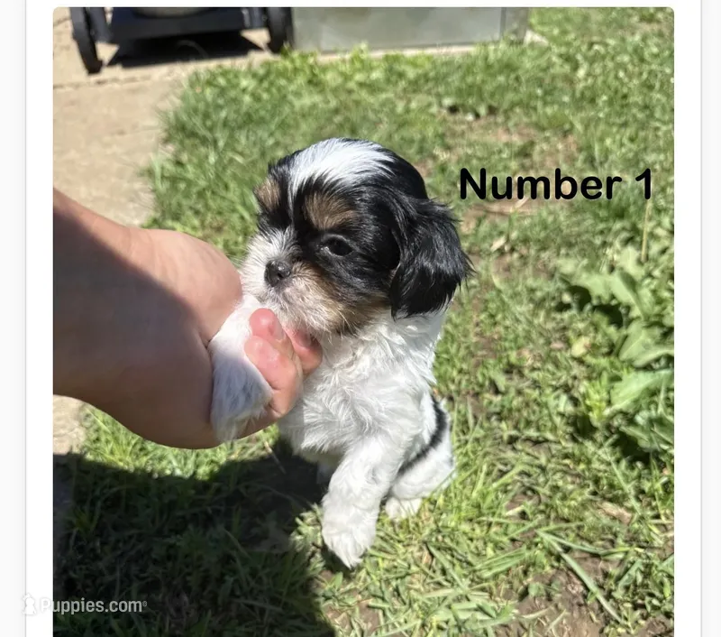 Shih Tzu  – Shih Tzu puppy for sale in Sedalia, MO