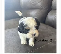 Shih Tzu , a male Shih Tzu for sale in Sedalia, MO – Photo 2 of 2