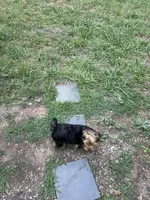 Joshua Williams, a male Yorkshire Terrier for sale in Fredericksburg, VA – 2 of 3