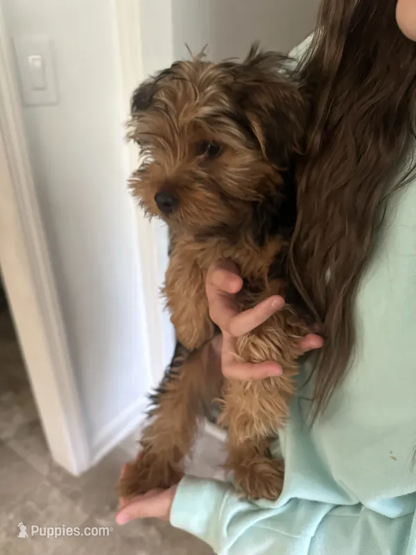 Joshua Williams – Yorkshire Terrier puppy for sale in Fredericksburg, VA