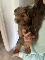 Joshua Williams, a male Yorkshire Terrier for sale in Fredericksburg, VA – 1 of 3