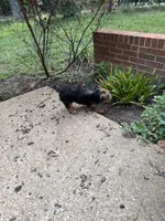 Joshua Williams, a male Yorkshire Terrier for sale in Fredericksburg, VA – 3 of 3