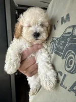 Pablo, a male Poodle - Toy  for sale in Blackshear, GA – 3 of 4