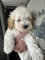 Pablo, a male Poodle - Toy  for sale in Blackshear, GA – 2 of 4