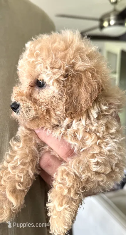 Daisy – Poodle - Toy  puppy for sale in Blackshear, GA