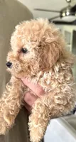 Daisy, a female Poodle - Toy  for sale in Blackshear, GA – 1 of 3
