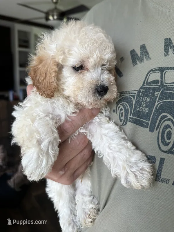 Pablo – Poodle - Toy  puppy for sale in Blackshear, GA