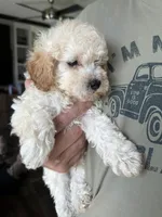 Pablo, a male Poodle - Toy  for sale in Blackshear, GA – 1 of 4