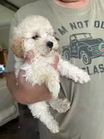 Pablo, a male Poodle - Toy  for sale in Blackshear, GA – 4 of 4
