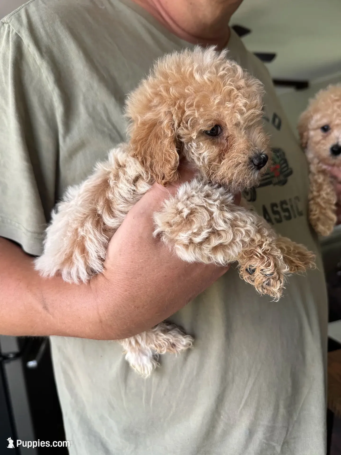 Kate, a female Poodle - Toy  for sale in Blackshear, GA – 3 of 6