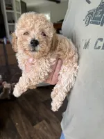 Kate, a female Poodle - Toy  for sale in Blackshear, GA – 4 of 5