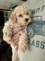 Kate, a female Poodle - Toy  for sale in Blackshear, GA – 5 of 5