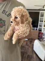 Daisy, a female Poodle - Toy  for sale in Blackshear, GA – 3 of 3
