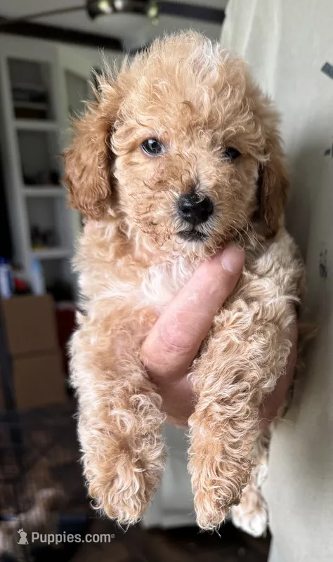 Degas – Poodle - Toy  puppy for sale in Blackshear, GA