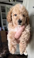 Degas, a male Poodle - Toy  for sale in Blackshear, GA – 1 of 4