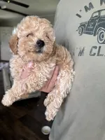 Kate, a female Poodle - Toy  for sale in Blackshear, GA – 3 of 5
