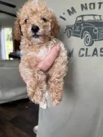 Fran, a female Poodle - Toy  for sale in Blackshear, GA – 2 of 3