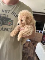 Daisy, a female Poodle - Toy  for sale in Blackshear, GA – 2 of 3