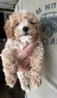 Fran, a female Poodle - Toy  for sale in Blackshear, GA – 1 of 3
