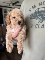 Degas, a male Poodle - Toy  for sale in Blackshear, GA – 4 of 4