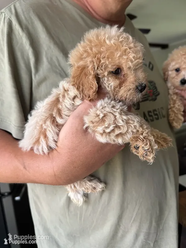 Kate – Poodle - Toy  puppy for sale in Blackshear, GA