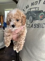 Fran, a female Poodle - Toy  for sale in Blackshear, GA – 3 of 3