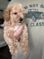 Degas, a male Poodle - Toy  for sale in Blackshear, GA – 3 of 4