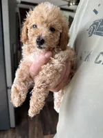 Degas, a male Poodle - Toy  for sale in Blackshear, GA – 2 of 4