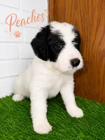 Peaches , a female Pyredoodle for sale in Lawrenceville, GA – 1 of 1