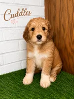 Cuddles, a female Pyredoodle for sale in Lawrenceville, GA – 1 of 1