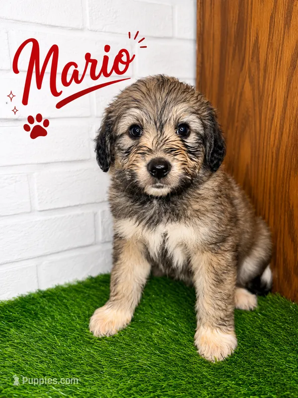 Mario – Pyredoodle puppy for sale in Lawrenceville, GA