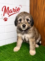 Mario, a male Pyredoodle for sale in Lawrenceville, GA – 1 of 1