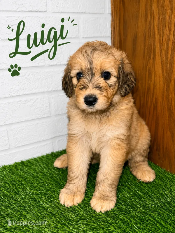Luigi  – Pyredoodle puppy for sale in Lawrenceville, GA
