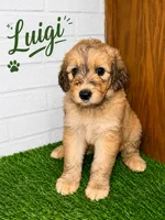 Luigi , a male Pyredoodle for sale in Lawrenceville, GA – 1 of 1
