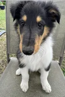 JACK colliesoklahoma.com, a male Collie for sale in Yukon, OK – Photo 10 of 10