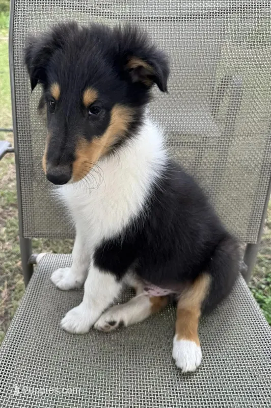 JACK colliesoklahoma.com – Collie puppy for sale in Yukon, OK
