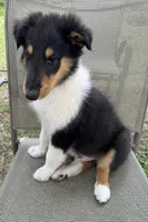 JACK colliesoklahoma.com, a male Collie for sale in Yukon, OK – Photo 1 of 10