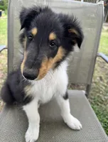 JACK colliesoklahoma.com, a male Collie for sale in Yukon, OK – Photo 4 of 10