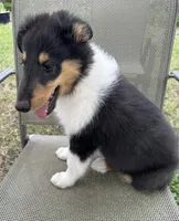JACK colliesoklahoma.com, a male Collie for sale in Yukon, OK – Photo 6 of 10